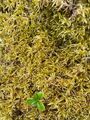 Moser (Bryophytes)