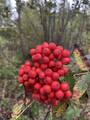 Rogn (Sorbus aucuparia)