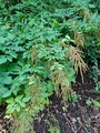 Skogskjegg (Aruncus dioicus)