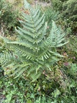 Karsporeplanter (Pteridophyta)