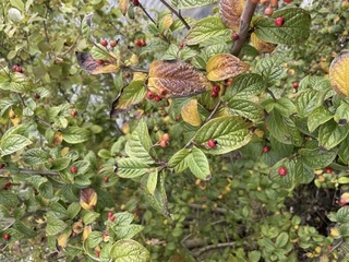 Bulkemispel (Cotoneaster bullatus)