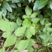 Skogskjegg (Aruncus dioicus)