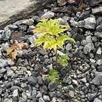 Kjempebjørnekjeks (Heracleum mantegazzianum)