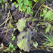 Japanpestrot (Petasites japonicus)