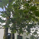 Platanlønn (Acer pseudoplatanus)