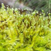 Moser (Bryophytes)