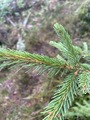Lutzgran (Picea ×lutzii)