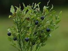 Karsporeplanter (Pteridophyta)