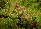 Moser (Bryophytes)