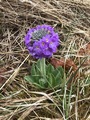 Kulenøkleblom (Primula denticulata)