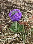 Kulenøkleblom (Primula denticulata)