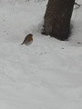 Rødstrupe (Erithacus rubecula)