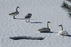 Whooper Swan (Cygnus cygnus)