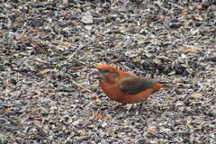 Common Crossbill (Loxia curvirostra)