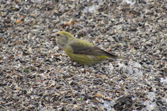 Common Crossbill (Loxia curvirostra)