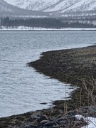 Tjeld (Haematopus ostralegus)