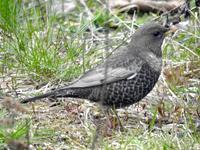 Ringtrost (Turdus torquatus)