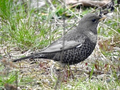 Ring Ouzel (Turdus torquatus)
