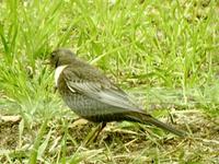 Ringtrost (Turdus torquatus)