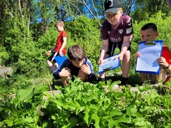 Tromsøpalme (Heracleum persicum)