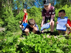 Tromsøpalme (Heracleum persicum)