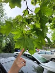 Platanlønn (Acer pseudoplatanus)