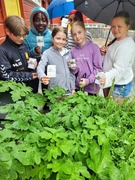 Tromsøpalme (Heracleum persicum)