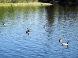 Kanadagås (Branta canadensis)