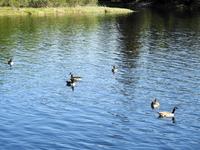 Kanadagås (Branta canadensis)