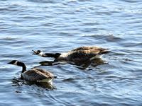 Kanadagås (Branta canadensis)