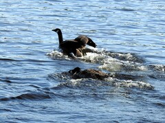 Kanadagås (Branta canadensis)