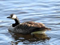 Kanadagås (Branta canadensis)