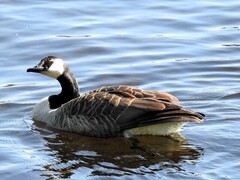 Canada Goose (Branta canadensis)