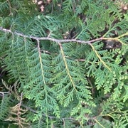 Western Red Cedar (Thuja plicata)