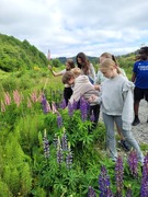 Hagelupin (Lupinus polyphyllus)