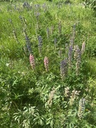 Hagelupin (Lupinus polyphyllus)