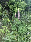 Hagelupin (Lupinus polyphyllus)
