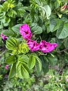 Rynkerose (Rosa rugosa)