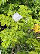 Rynkerose (Rosa rugosa)