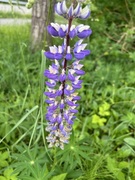 Hagelupin (Lupinus polyphyllus)