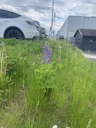 Hagelupin (Lupinus polyphyllus)