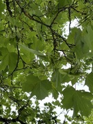 Sycamore (Acer pseudoplatanus)