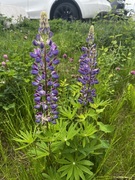 Hagelupin (Lupinus polyphyllus)