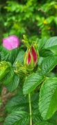 Rynkerose (Rosa rugosa)