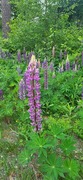 Hagelupin (Lupinus polyphyllus)