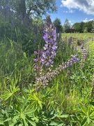Hagelupin (Lupinus polyphyllus)