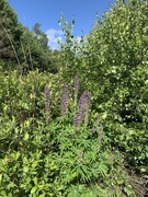 Hagelupin (Lupinus polyphyllus)
