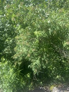 Rødhyll (Sambucus racemosa)
