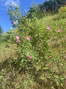 Rynkerose (Rosa rugosa)