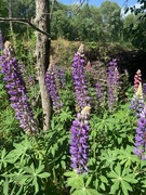 Hagelupin (Lupinus polyphyllus)